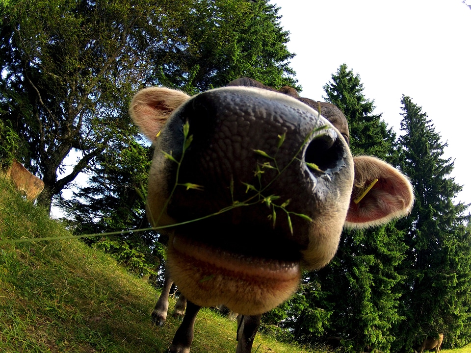 Kuiros snout allg�?u