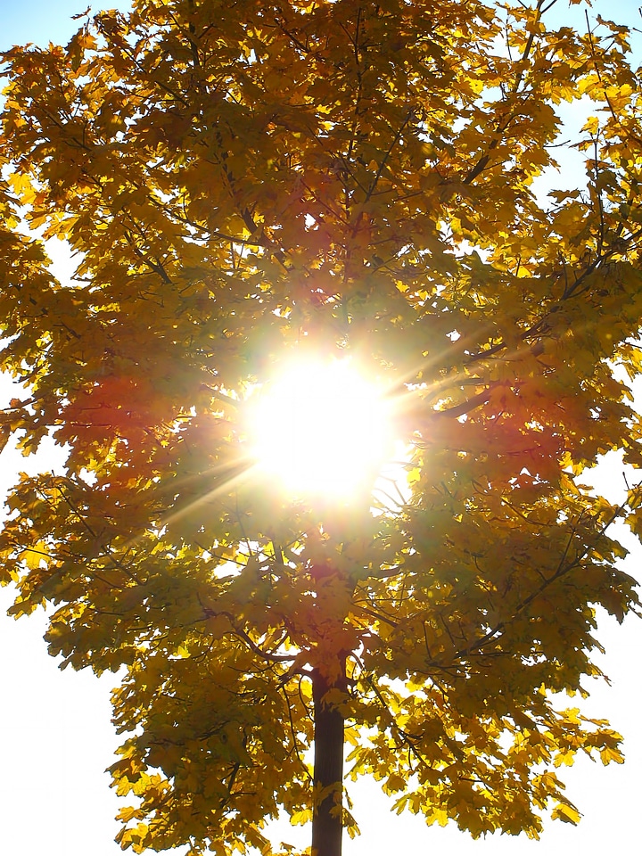 Tree organic agriculture
