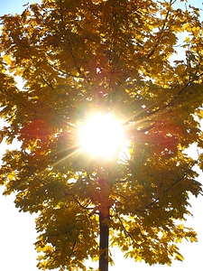 Tree organic agriculture