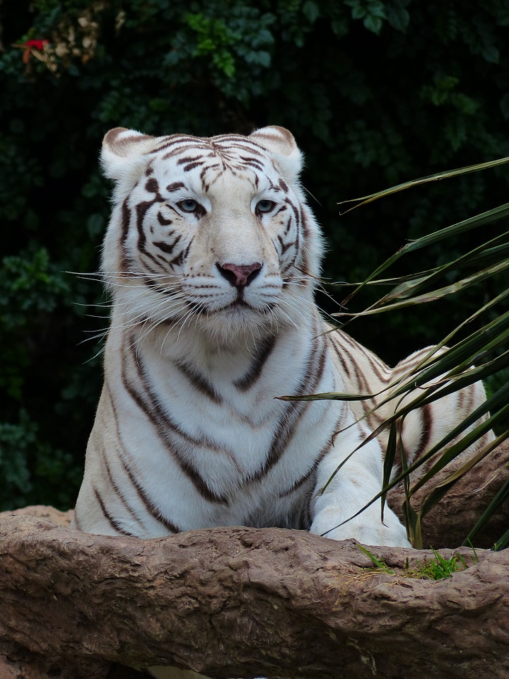 Big cat dangerous wildcat