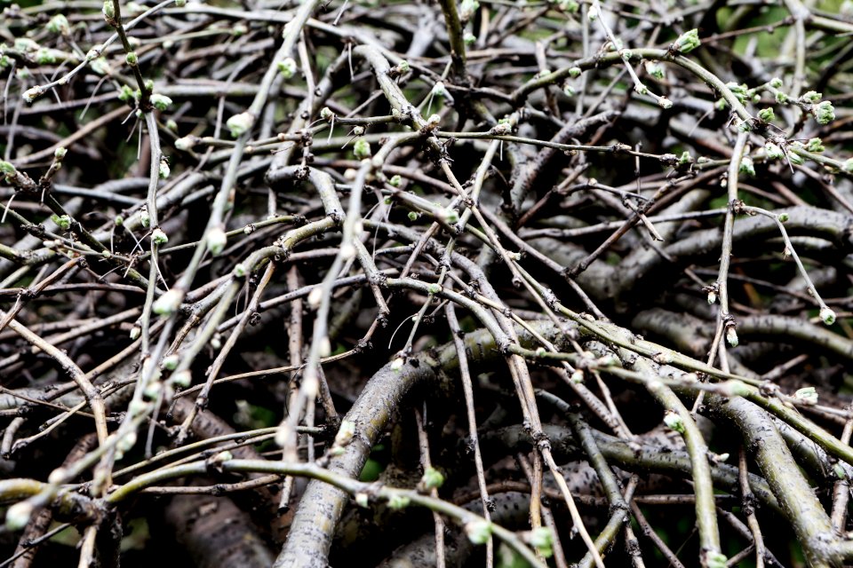 Branches photo