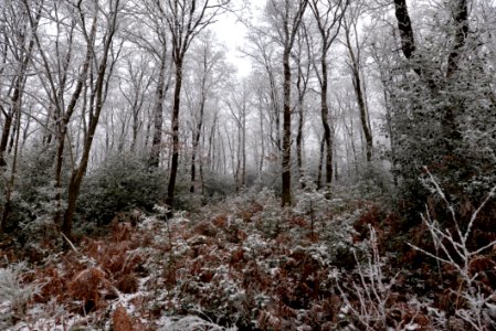 Ardennes Forest