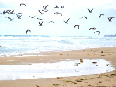 Birds In Flight