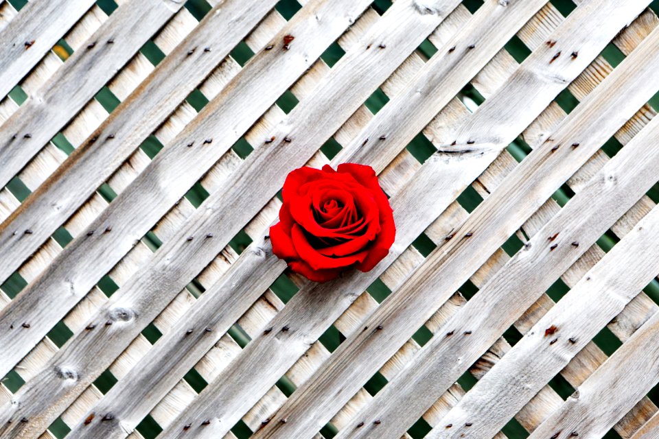 Red Rose