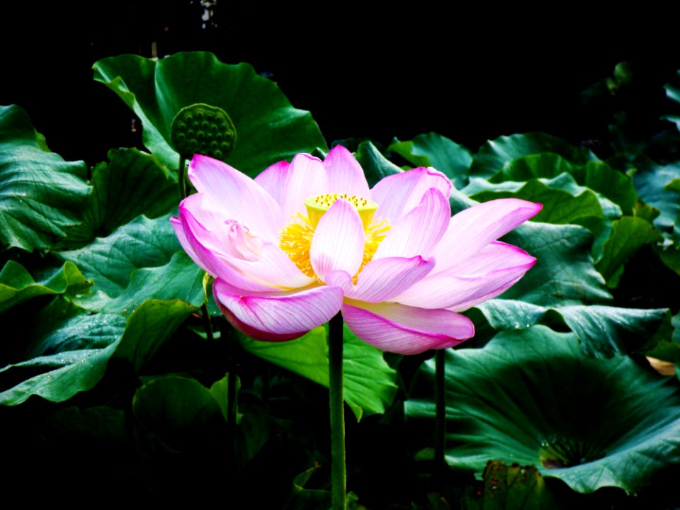 Lotus