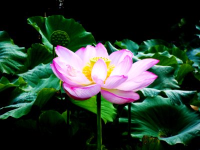 Lotus photo