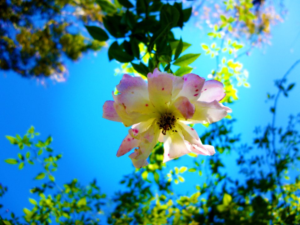 Flower