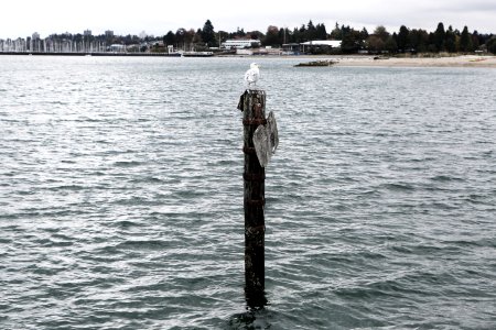 Seagull On A Pole