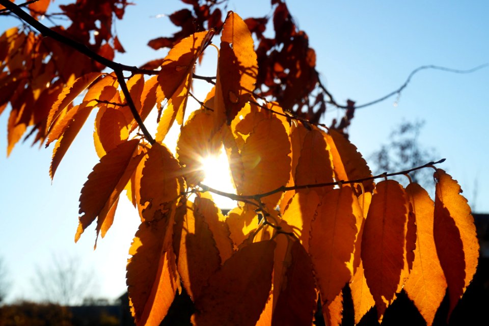 Sunny Leaves