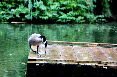 Goose In The Rain