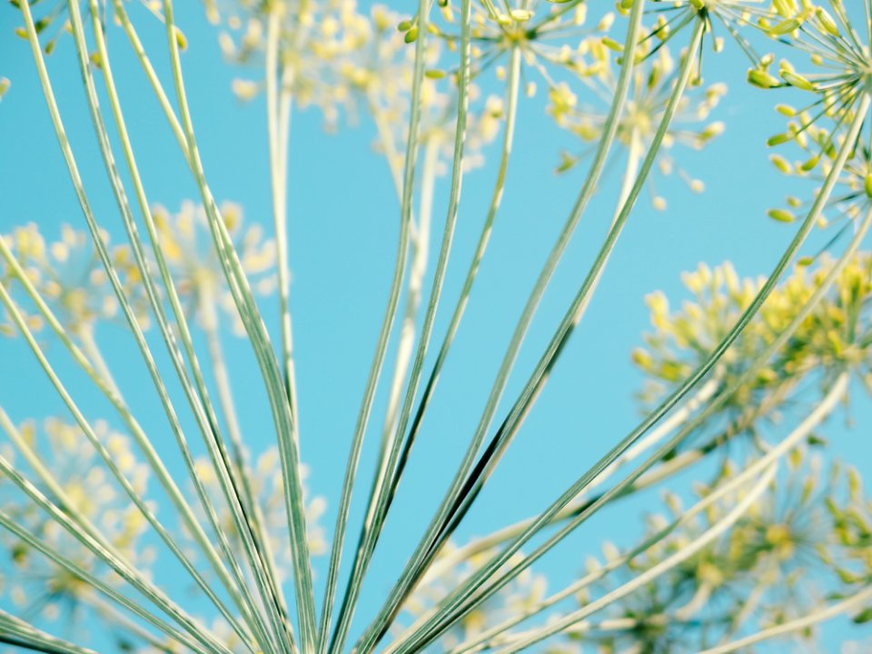 Natural Lines