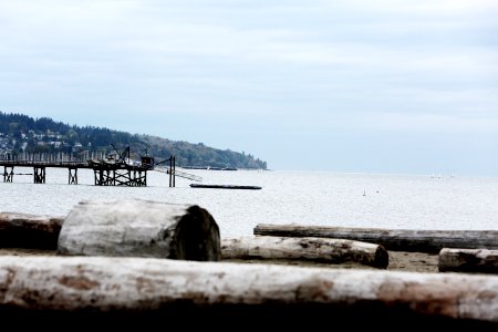 Beach Tree Trunk