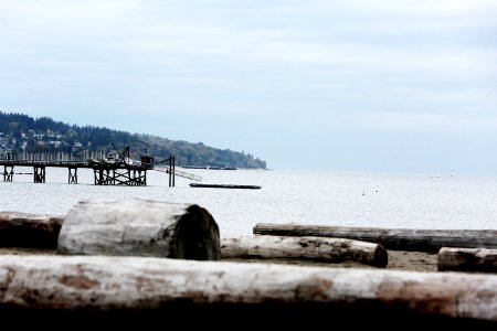 Beach Tree Trunk photo