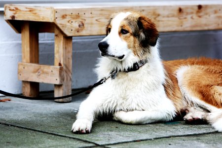 Dog Portrait photo