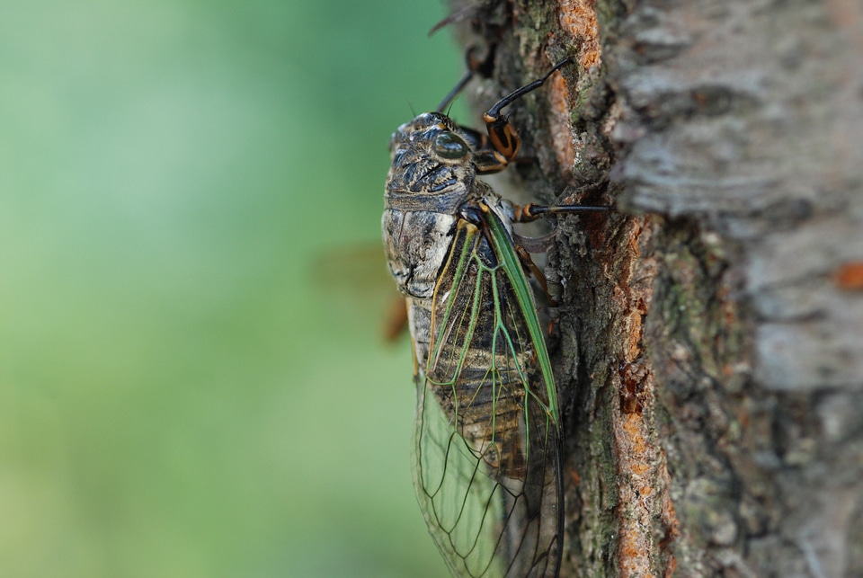 High summer green creature