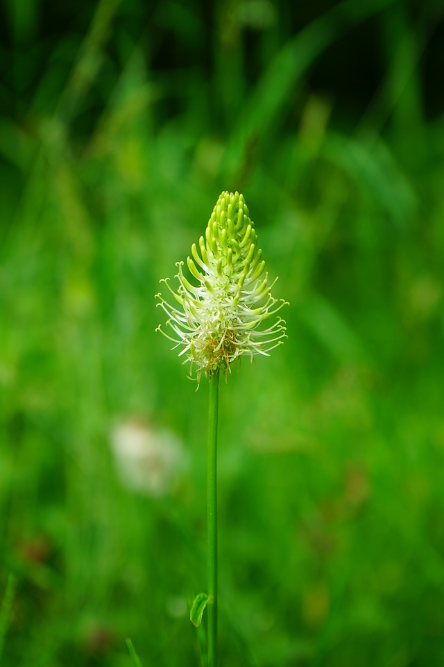 Bloom white devil's claw