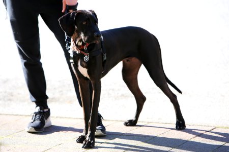 Stylish Dog