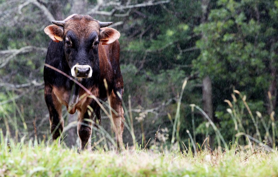 Cow Under The Rain