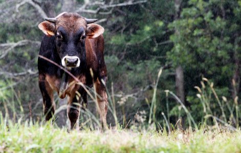 Cow Under The Rain photo