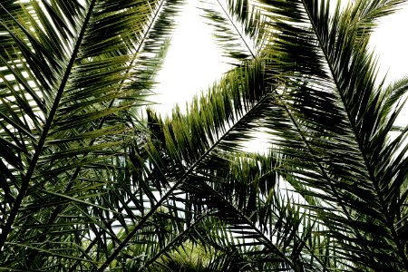 Palms Leaves