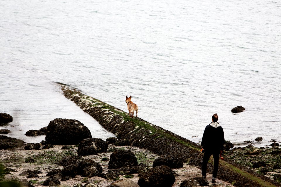 Man amp Dog At The Beach