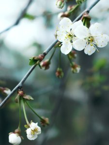White Flowers