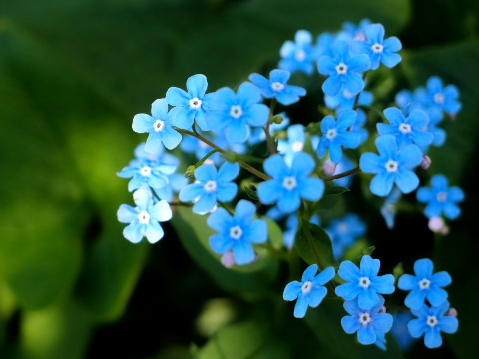 Blue Flowers