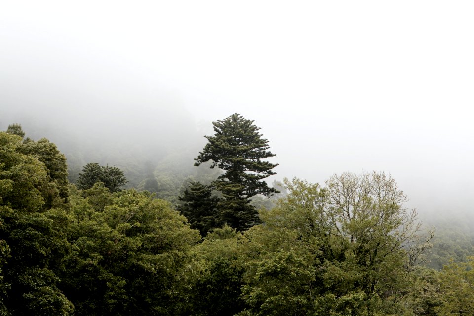 Misty Forest photo