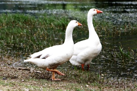 Gooses photo