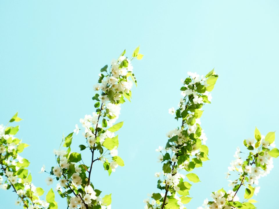 White Flowers