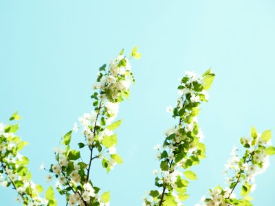 White Flowers