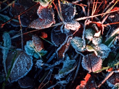 Frost Leaves