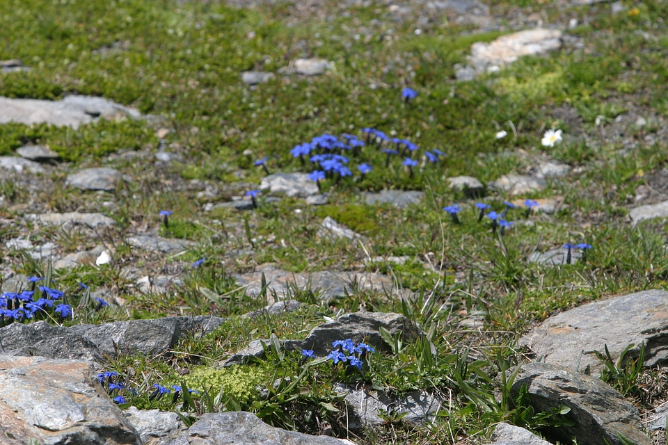 Plant summer nature conservation