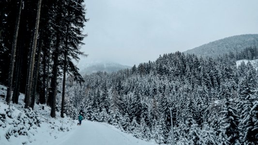 Snowy Forest