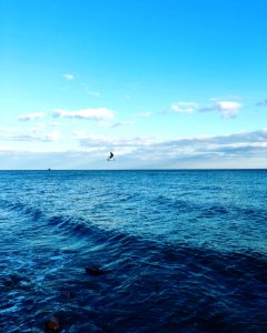 Flying Seagull
