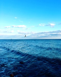 Flying Seagull photo