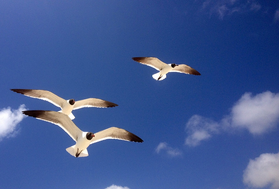 Freedom flying nature