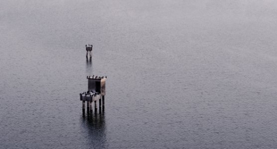 Birds At Sea