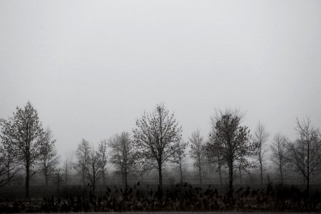 Trees In The Mist photo