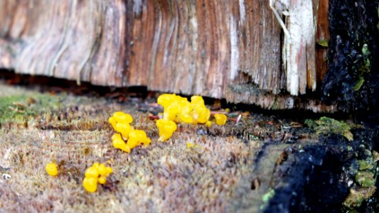 Colorful Mushrooms
