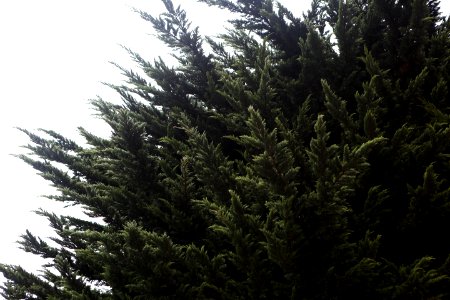 Fir Branches photo