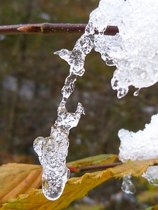 Winter frost tree photo