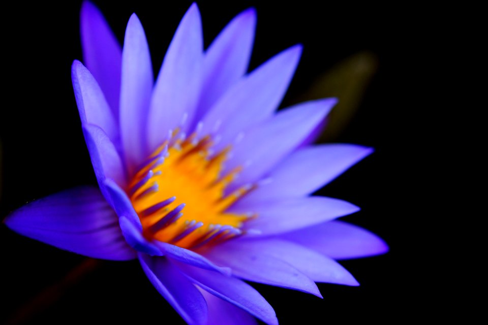 Flower Details