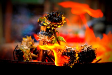 Burning Sunflowers