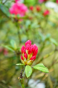 Bud inflorescence red
