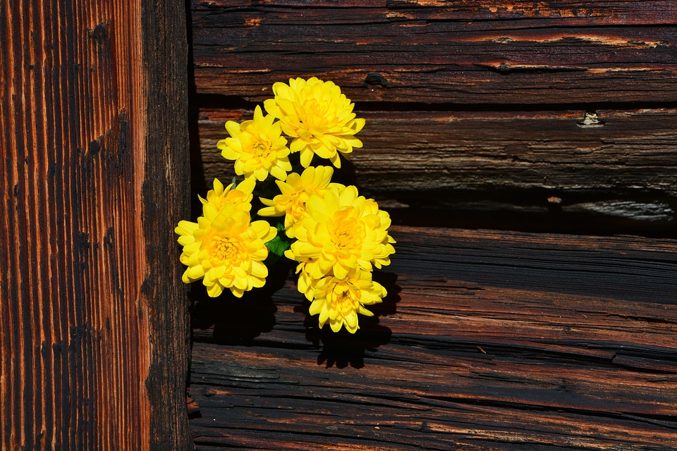 Yellow wood brown