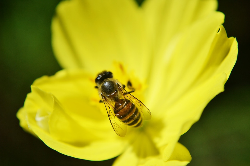 Honey bee active busy