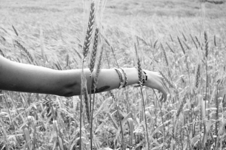 Wheatfield