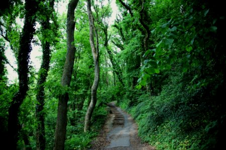 Green Path photo