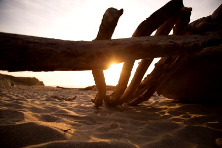 Driftwood